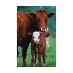 Materiel Anneau Anti-tête Muller à Vis 5 Materiel Anneau Anti-tête Muller à Vis -Vetoavenue anneau anti tete muller a vis 2