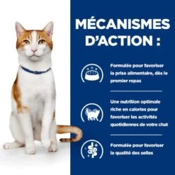 Chat On-Care Poulet 11 Chat On-Care Poulet -Vetoavenue chat on care poulet 4