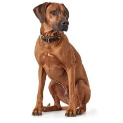 Materiel Collier Cuir Hunter Canadian Elk 5 Materiel Collier Cuir Hunter Canadian Elk -Vetoavenue collier cuir hunter canadian elk 2