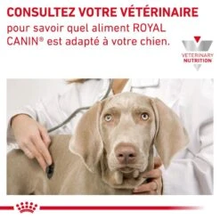 ROYAL CANIN Dog Gastro Intestinal Low Fat Small Dog -Vetoavenue dog gastro intestinal low fat small dog 7