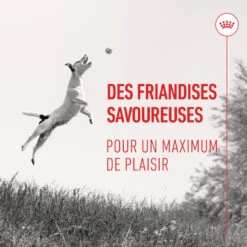 ROYAL CANIN Dog Training Treats 13 ROYAL CANIN Dog Training Treats -Vetoavenue dog training treats 5