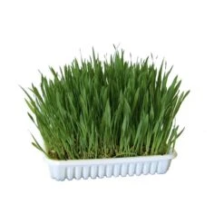 Materiel Herbe à Chat En Barquette