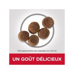 Puppy Medium Poulet Healthy Development -Vetoavenue hills puppy medium poulet healthy development 2