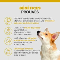 Specific CPW Puppy All Breeds 13 Specific CPW Puppy All Breeds -Vetoavenue specific cpw puppy all breeds 3