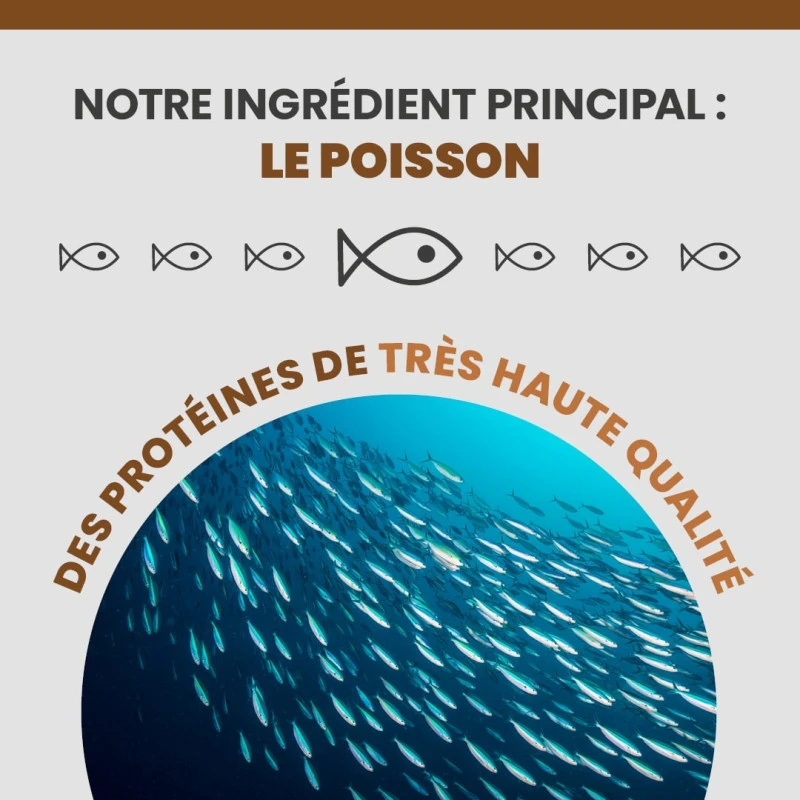 Specific FID Digestive Support 4 Specific FID Digestive Support – Image 4