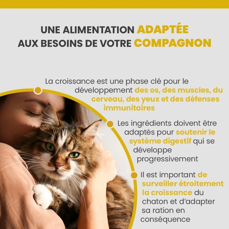 Specific FPD Kitten 2 Specific FPD Kitten – Image 2