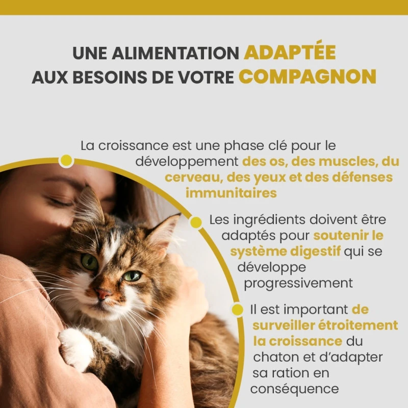 Specific FPW Kitten 3 Specific FPW Kitten – Image 3