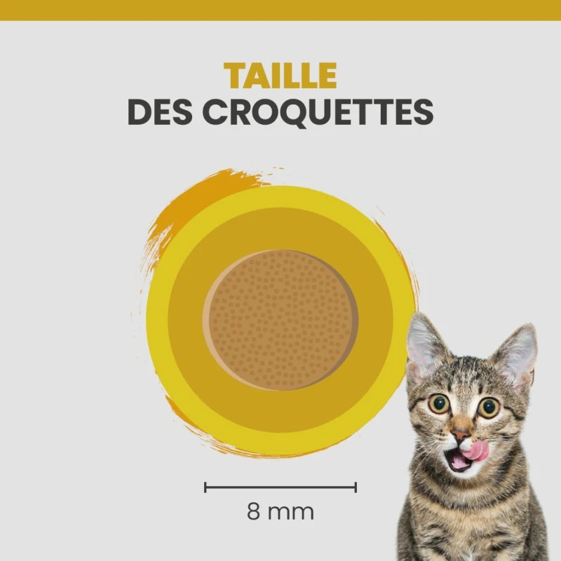 Specific FPW Kitten 7 Specific FPW Kitten – Image 7