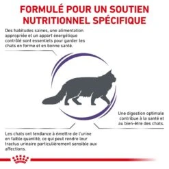 ROYAL CANIN Cat Adult -Vetoavenue vet care nutrition cat adult 6