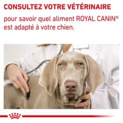 ROYAL CANIN Mature Consult Medium Dog 15 ROYAL CANIN Mature Consult Medium Dog -Vetoavenue vet care nutrition mature 7
