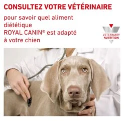ROYAL CANIN Veterinary Health Nutrition Dog Urinary S/O Boîte -Vetoavenue veterinary diet dog urinary s o boite 6